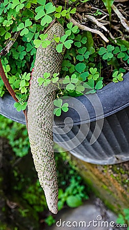 Close up of elongated bonsai fruit Stock Photo