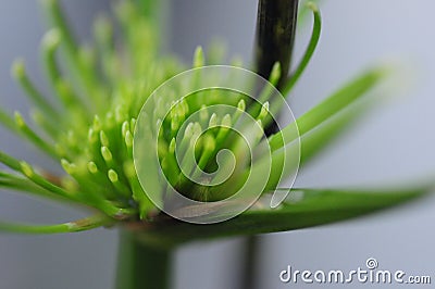 Close-up, emerald green, perennial herb, Equisetum Stock Photo