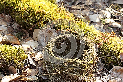 Close up empty nest with sprouts in spring Stock Photo