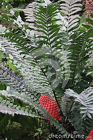 Close Up of an Encephalartos Ferox with a Red Seed Cone Stock Photo