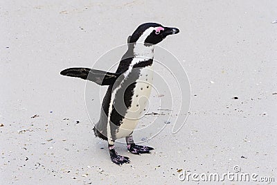 Close up of an endangered African or Cape Penguin standing on Boulders Beach. Stock Photo