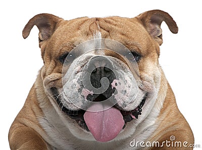 Close-up of English Bulldog, 18 months old Stock Photo