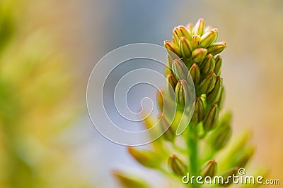 Close up of eremurus foxtail lily or flower Stock Photo