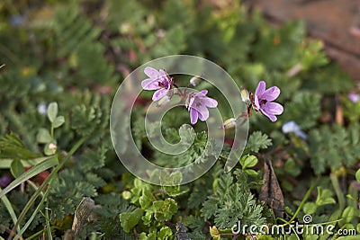 Erodium cicutarium inflorescence Stock Photo