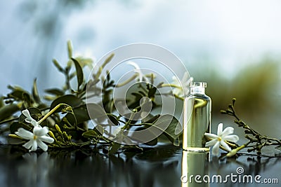 Close up of essence or essential oil of Indian jasmine flower or juhi or Jasminum Auriculatum isolated on white in a small transpa Stock Photo