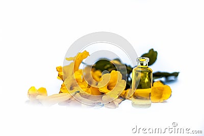 Close up of essence oil of allamanda flower in a small transparent glass bottle along with flower isolated on white. Stock Photo
