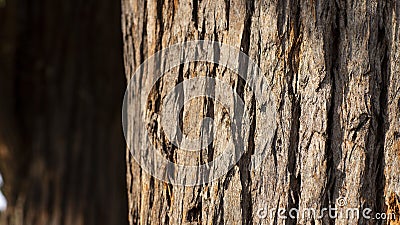 Close up of tree trunk and its textured bark Stock Photo