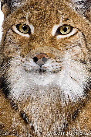 Close-up of a Eurasian Lynx's head Stock Photo
