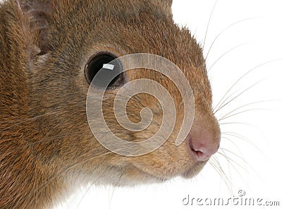 Close-up of Eurasian red squirrel Stock Photo