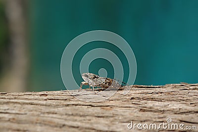 A close up of European Cicada on a trunk of tree, blurred turquoise background. Lyristes plebejus Common Cicada Stock Photo