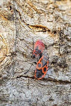 Close up of European Firebug Pyrrhocoris apterus on a wooden bark in the spring Stock Photo