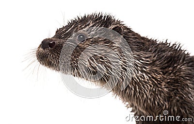 Close-up of an European otter, Lutra lutra, isolated Stock Photo