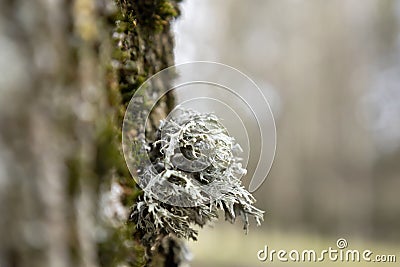 Close up of Evernia prunastri. Silver grey oakmoss. Beautiful lichens used widely in perfume industry and cosmetics as a Stock Photo