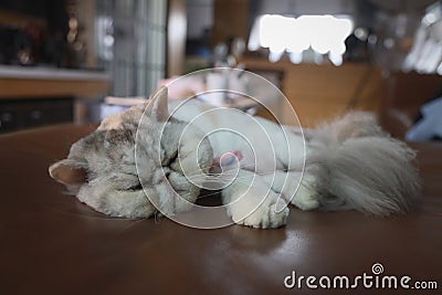 The Exotic short-haired cat sleeping on sofa in the living room of the house. Stock Photo