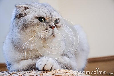 Close up Exotic Shorthair cat is looking this way and wondered something Stock Photo