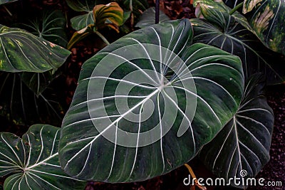 Close up from a exotic structural leaf Stock Photo