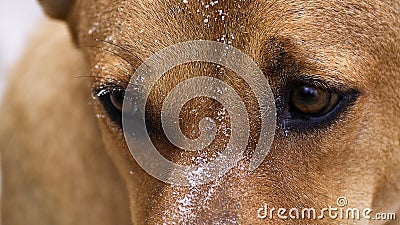 Close-up, eye dog lying on the beach Stock Photo