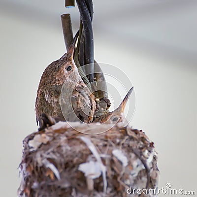 Close Up Eye and Feathers of Baby Hummingbird in Nest Stock Photo