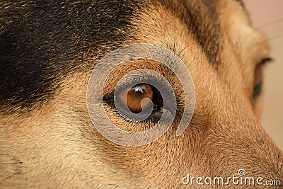 Close up of the eye of an indian pariah dog Stock Photo