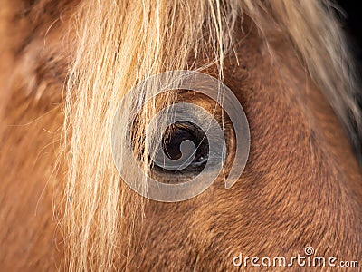 Close up of the eye of a piebald pony Stock Photo