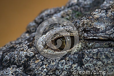 Close up eye of a nile crocodile Stock Photo