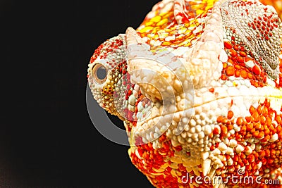 Close up of the eye of a Panther Chameleon (Furcifer pardalis) Stock Photo