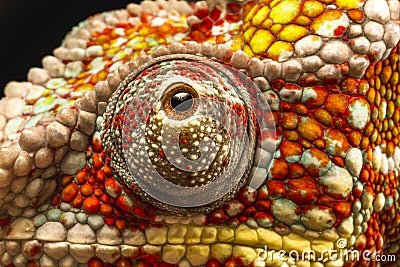 Close up of the eye of a Panther Chameleon (Furcifer pardalis) Stock Photo