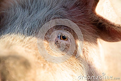 Close up of the eye of a pig Stock Photo