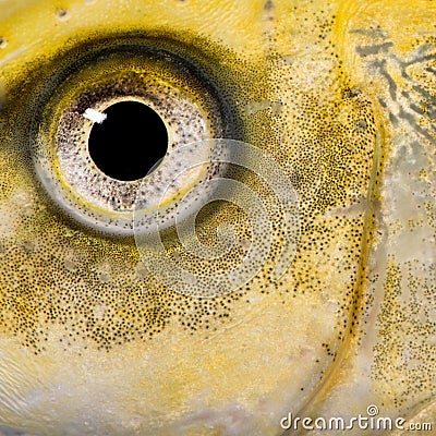 Close-up on the eye of a yellow fish Stock Photo