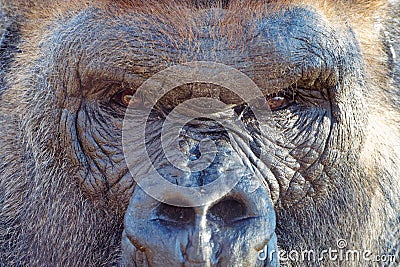 Close-up the eyes of a gorilla facing downward from a slightly elevated angle Stock Photo