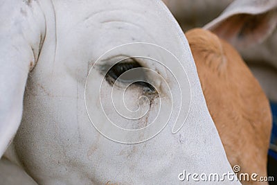 Close up of cows eyes in a farm eating grass hay Stock Photo