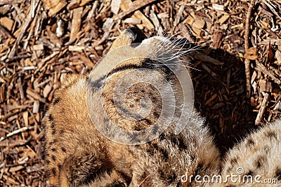 Close Up Of The Face Of A Cheetah Stock Photo