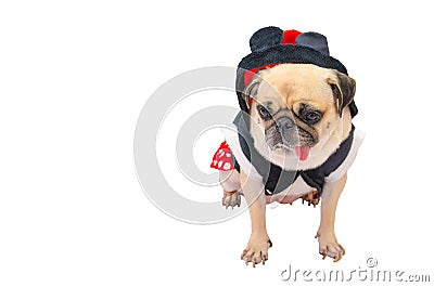 Close up face of cute dog puppy pug with dress sad and sit on white background and copy space. Stock Photo
