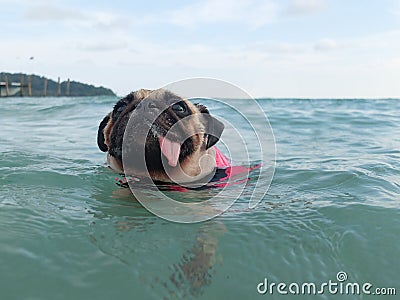 Close-up face cute dog puppy pug fear and afraid water swim on beach, Koh Kood , Thailand. (Kood Island) Stock Photo