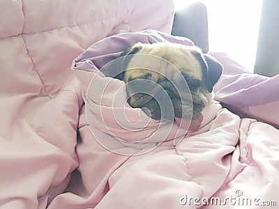 Close up face of cute dog puppy pug sleep rest on sofa bed with Stock Photo