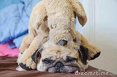 Close up face of cute dog puppy pug want to sleep rest tongue out and bored to play with toy dog doll. Stock Photo