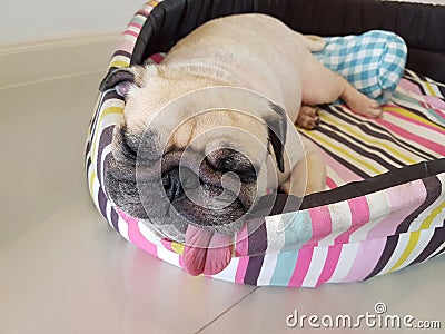 Close up face of cute funny puppy pug dog sleep rest on pillow bed with tongue sticking out Stock Photo