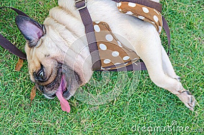 Close-up face of cute pug dog sleeping rest lying siesta on grass in the park and snoring loud open mouth Stock Photo