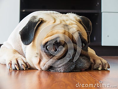 Close-up face of Cute pug puppy dog rest by chin and tongue lay down on laminate floor and look to camera Stock Photo