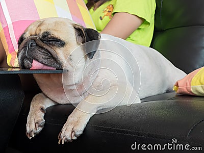 Close-up face of Cute pug puppy dog sleeping by chin and tongue lay down on glass table , like superman Stock Photo