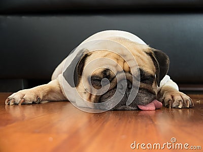 Close up face of Cute pug puppy dog sleeping by chin and tongue lay down on laminate floor Stock Photo