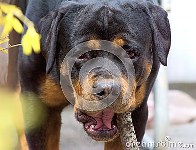 Close up on face of dog breed of Rottweiler Stock Photo