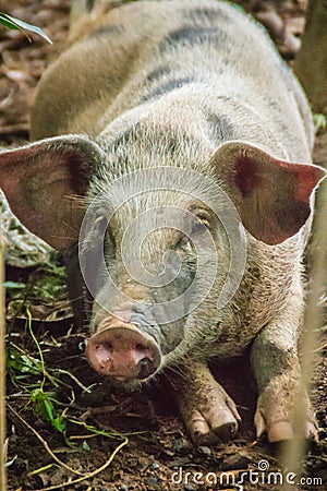 Close up face of domesticated wild boar in the tropical forest. Stock Photo