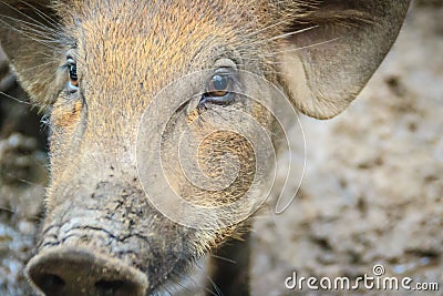Close up face of domesticated wild boar in the tropical forest. Stock Photo