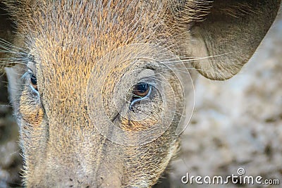 Close up face of domesticated wild boar in the tropical forest. Stock Photo