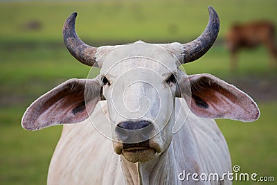 Close up face horn male cow in rural livestock farm field Stock Photo