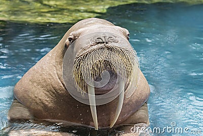 Close up face ivory walrus in deep sea water Stock Photo