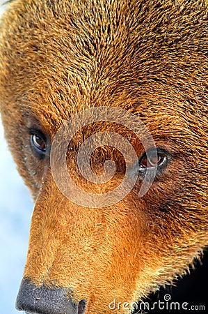 Close up of the face of a large brown bear Stock Photo