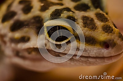 Close-up of the face of a leopard gecko eublephar pet with a soft blurred background Stock Photo