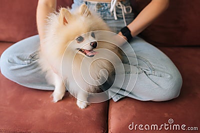 Close-up face of pretty white pretty spitz pet dog, unrecognizable young woman stroking loving puppy sitting on Stock Photo